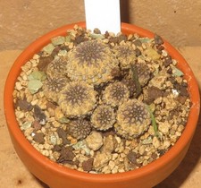 Sulcorebutia rauschii cv
