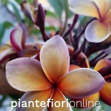 Plumeria MUSK RAINBOW Cutting & Plant - purple australia rare pomelia