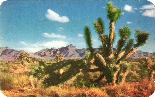 Joshua trees growing - joshua, in