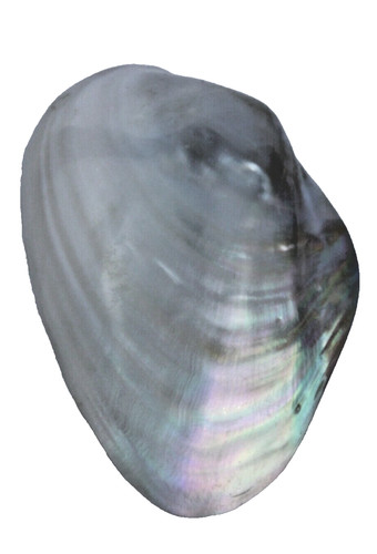 Particolare conchiglia - particolare,