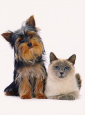 UNIGRAF  Postcard *  Yorky &