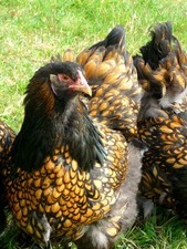 10 (no) uova da cova Brahma 5x oro nero orlato 5x sperber grande razza