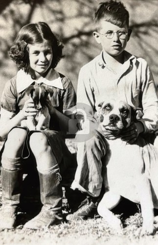 Cartolina pit bull terrier - pit,