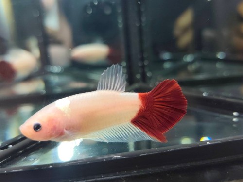 Live betta fish tancho - live,