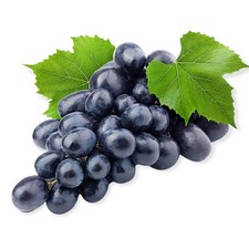 Pianta DI VITE uva vigna da
