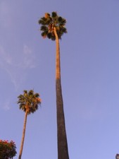Washingtonia robusta semi - robusta,