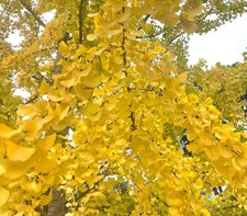 Ginkgo biloba 100 120cm - biloba, |