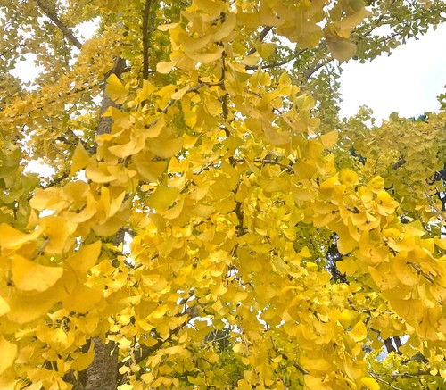 Ginkgo biloba 100 120cm - biloba, |