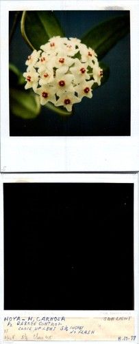 Foto polaroid hoya - foto,