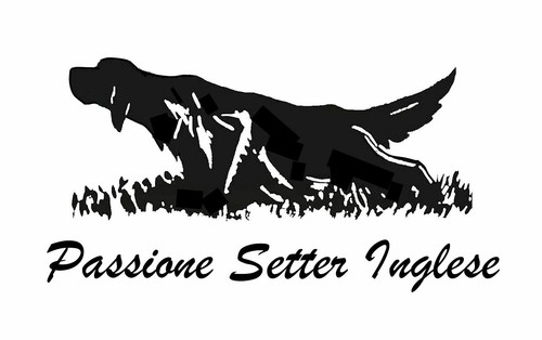 Adesivo setter inglese - setter,