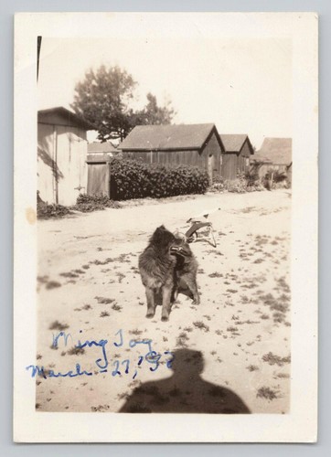 Triciclo giocattolo cane