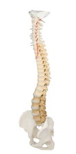 Colonna Vertebrale, Rimovibile