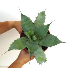 Agave salmiana X Agave ovatifolia X Agave parrasana - NO variegata