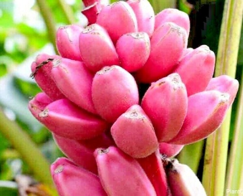 Banana rosa musa velutina - banana, 'musa