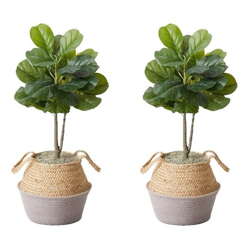 Albero fico foglia - fico,