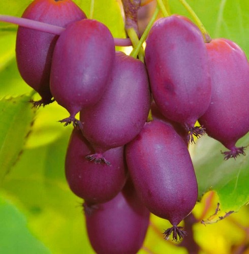 Aktinidia purpurna sadowa - aktinidia,