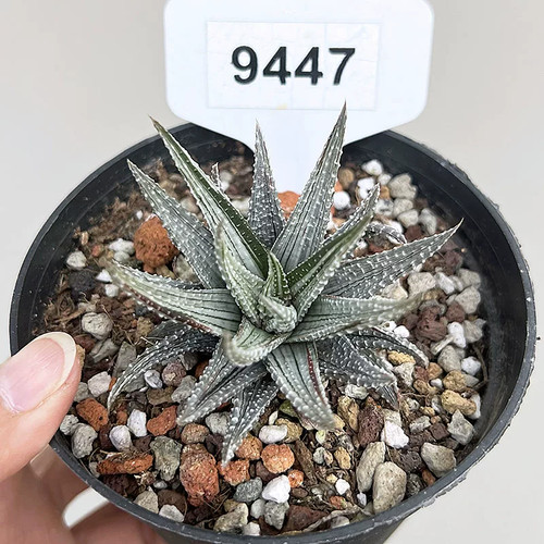Piantina haworthia limifolia - piantina,