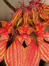 Bulbophyllum rothschildianum ibrido fiorito orchidea orchidee Vanda