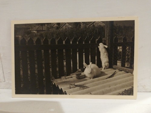 Coniglietti angora foto - coniglietti, d'angora