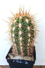 Cereus pasacana gc40 06 - t., gc40.06