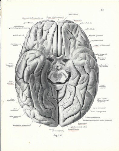 Stampa antica anatomia - stampa,