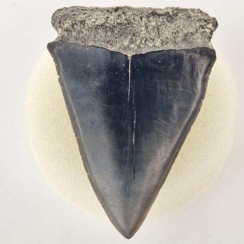 Dente squalo cosmopolitus - di,