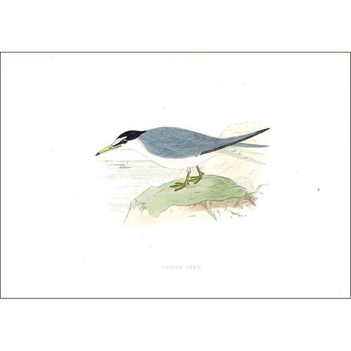 Birds lesser tern - tern,