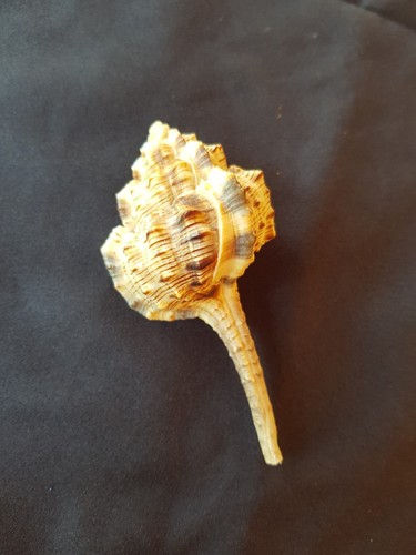Murex conchiglia murice - conchiglia,