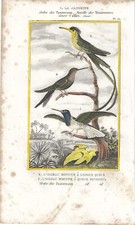 Stampa antica UCCELLI COLIBRI'