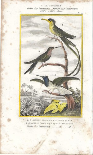 Stampa antica uccelli - antica, colibri'