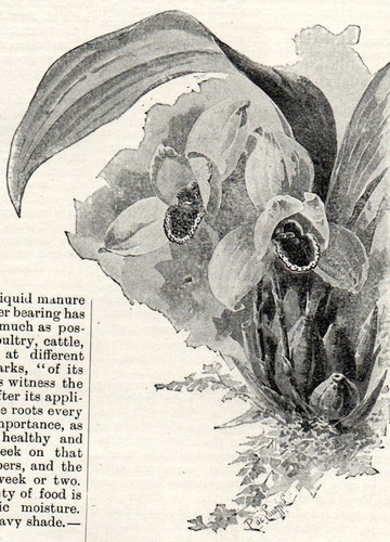 Lycaste skinneri 1894 orchidea - skinneri,