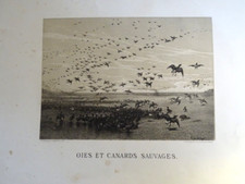 EUGEN KRUGER (1832-1876) GRANDE LITO ANATRE OCHE SELVATICHE CACCIA ORNITOLOGIA
