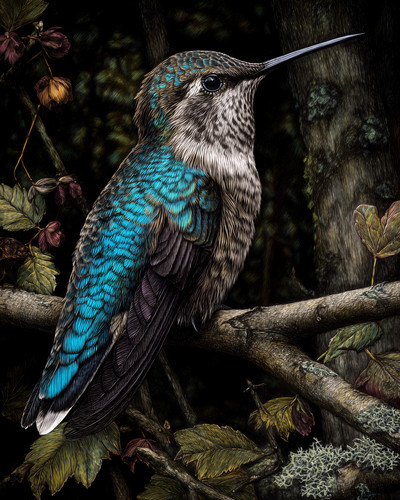 Colibrì 8x10 appollaiato - , su