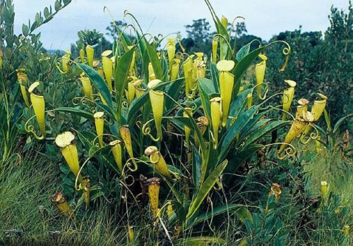 Nepenthes madagascariensis - nepenthes,