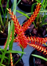 Dendrochillum Specie Red