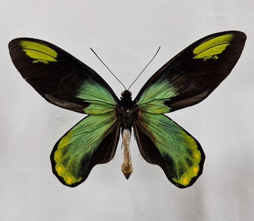 Ornithoptera victoriae regis - victoriae,