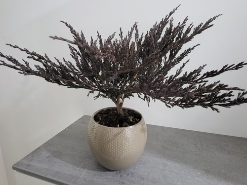 Bonsai juniperus - bonsai,