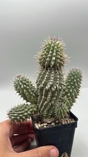 🌵Hoodia gordonii