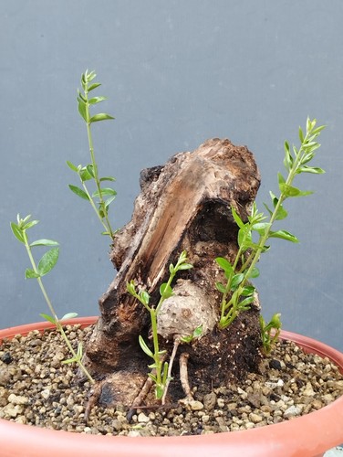 Bonsai olivastro robusta - olivastro,
