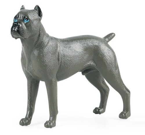 Cane corso animale - cane,