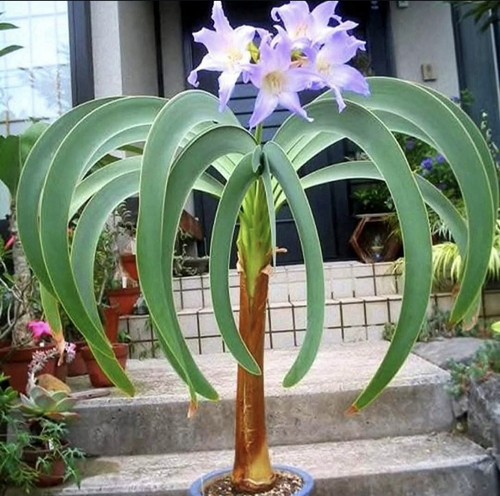 Worsleya procera plants - worsleya,