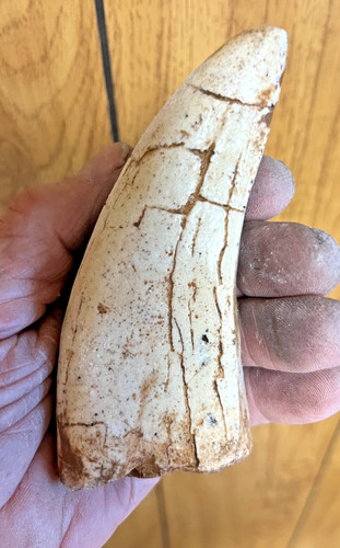 Dente dinosauro rex - dente, di