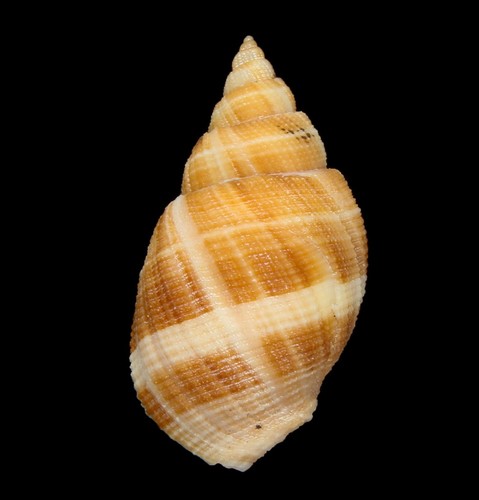 Conchiglia merica oblonga - conchiglia,