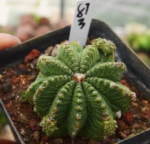 Vendita rara pianta - , a