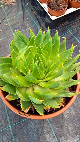 Aloe poliphylla spiralis