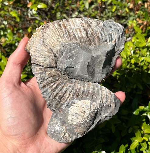 Raro fossile eteromorfo - raro,