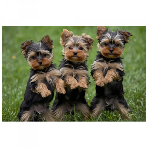 Zerbino 60x40 cuccioli cani - cuccioli,