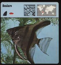 Carte Safari Scalare Rencontre