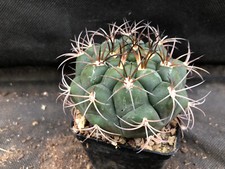 GYMNOCALYCIUM ZEGARRAE- VIVAIO IL GIARDINO DI MAYA- CACTUS  113