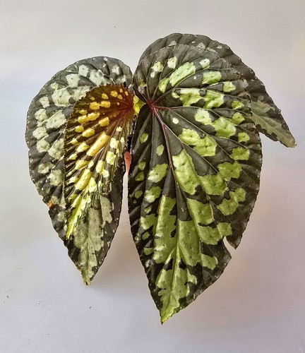 Bellissima begonia lucifero - bellissima,
